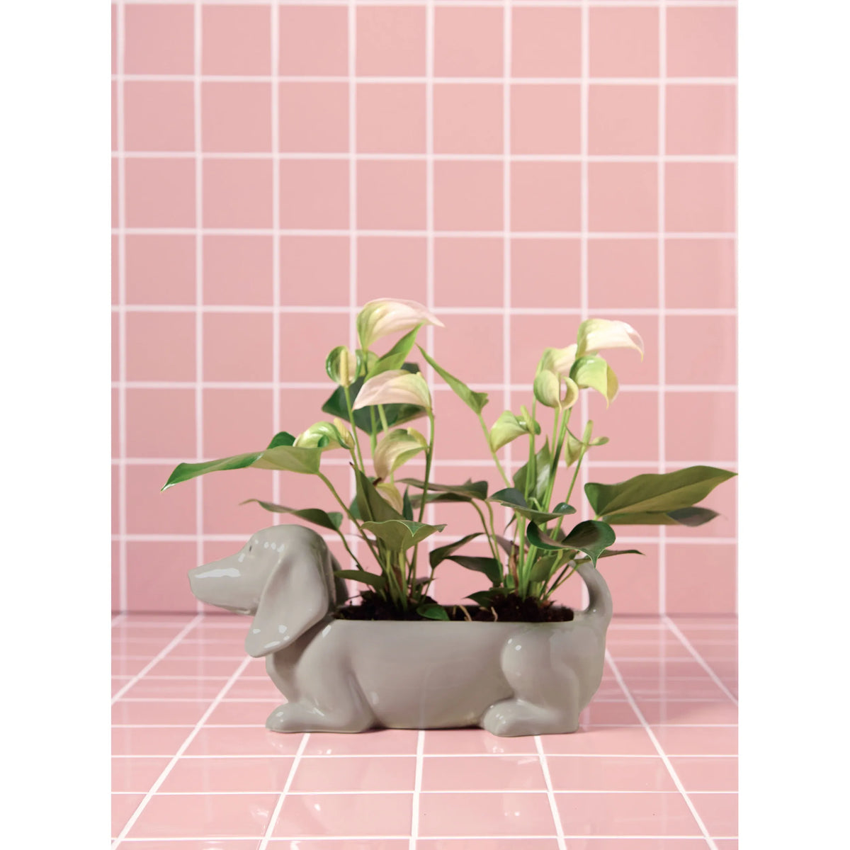 Κασπώ Jacky Dog - Δολομίτης Μπεζ 40 x 15 x 17 cm HintsDeco