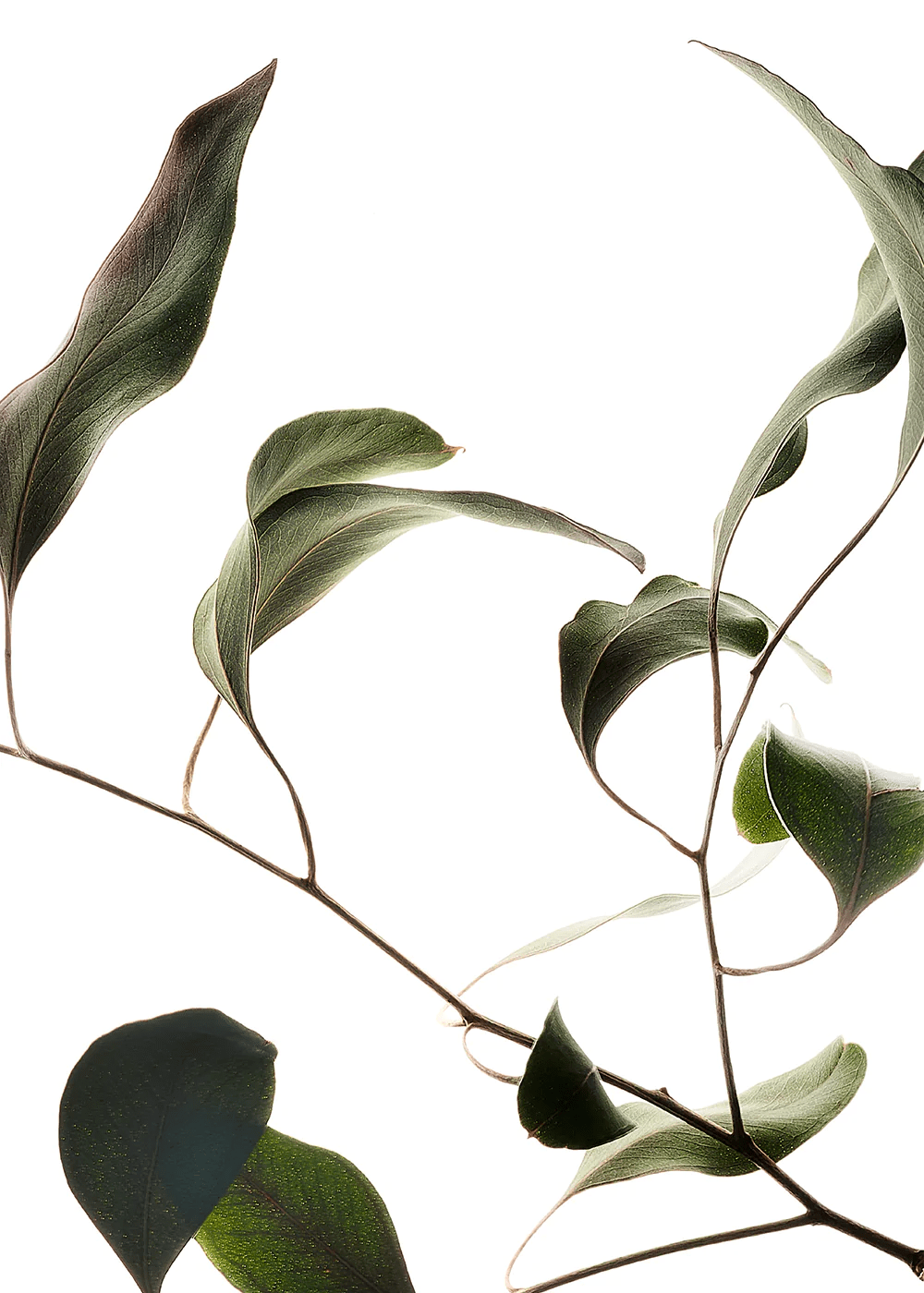 PAPER COLLECTIVE Πόστερ διαφάνεια, Floating Leaves 09 - A2, Πράσινο,  42x59.4cm PAPER COLLECTIVE