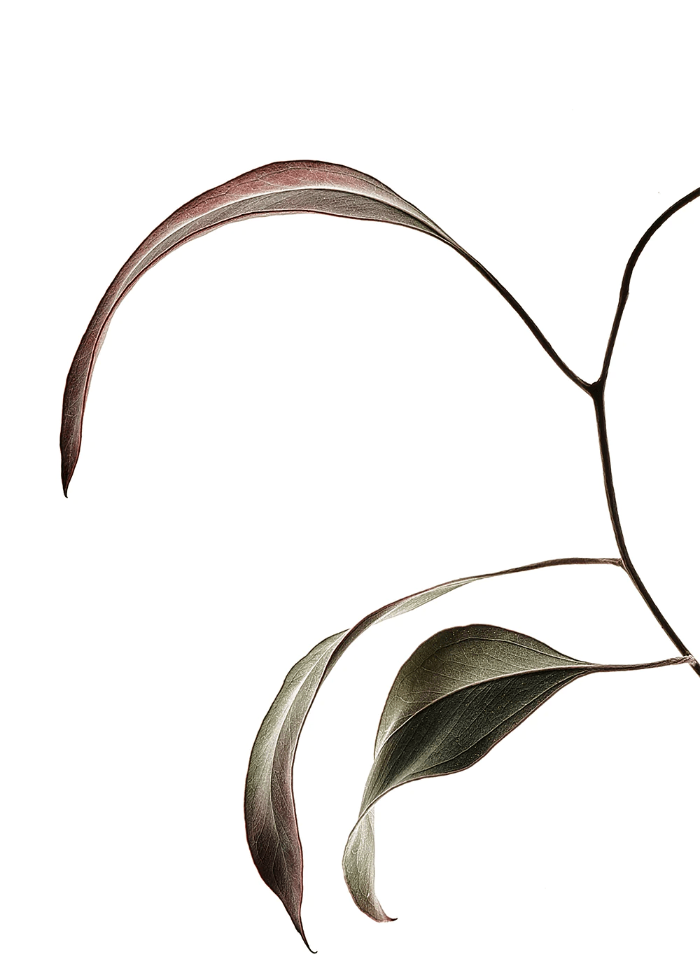 PAPER COLLECTIVE Poster Πόστερ διαφάνεια, Floating Leaves 07 - A5, 14.8x21cm, Πράσινο, PAPER COLLECTIVE