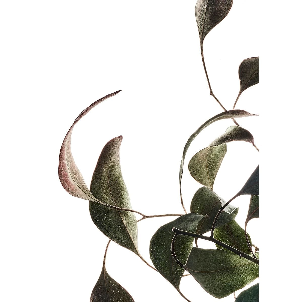 PAPER COLLECTIVE Poster Πόστερ διαφάνεια, Floating Leaves 08 - A5, 14.8x21cm, Πράσινο, PAPER COLLECTIVE