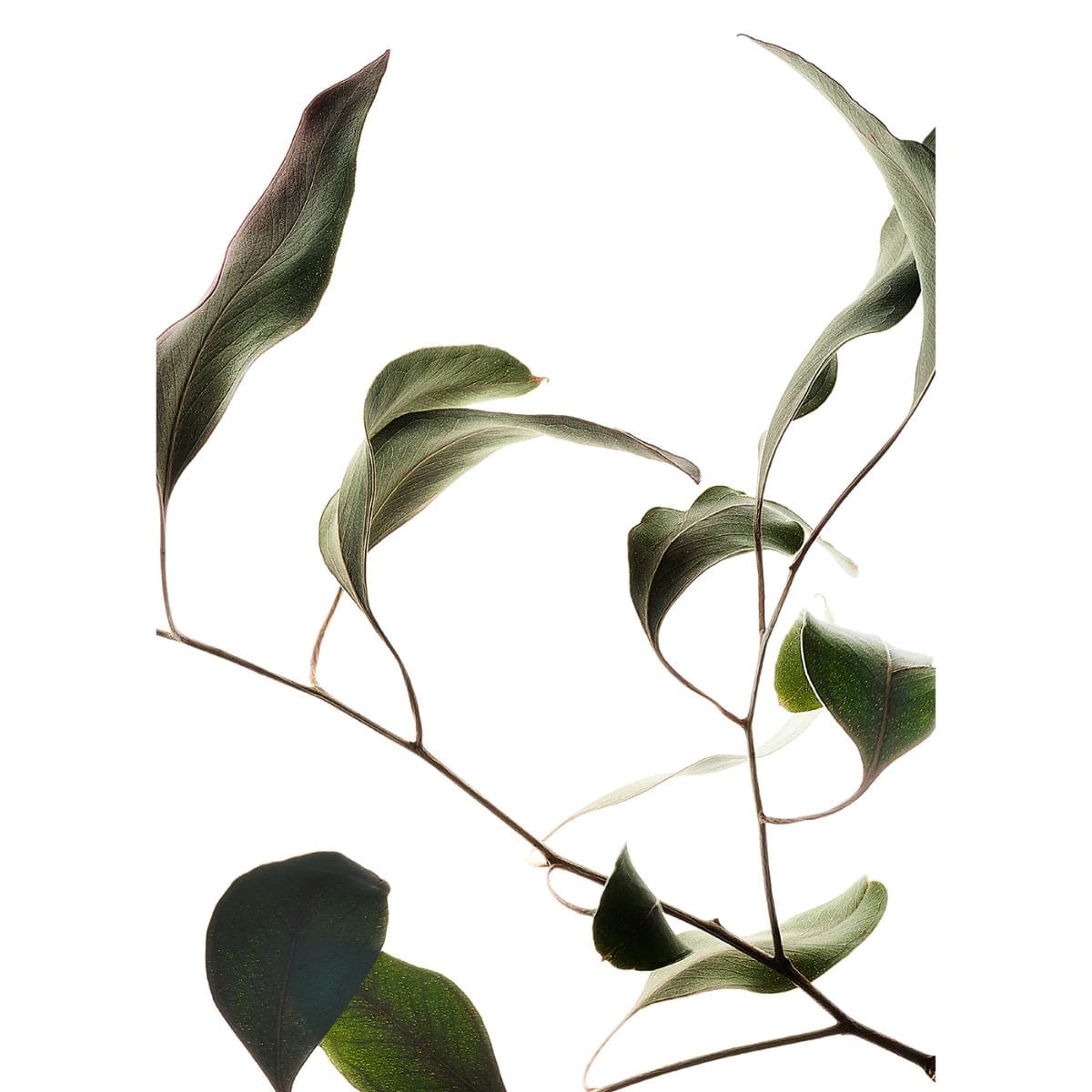 PAPER COLLECTIVE Poster Πόστερ διαφάνεια, Floating Leaves 09 - A4, 21x29.7cm, Πράσινο, PAPER COLLECTIVE