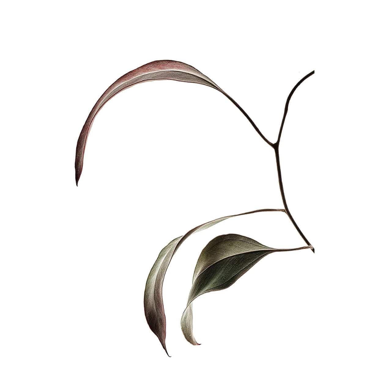 PAPER COLLECTIVE Poster Πόστερ διαφάνεια με πλαίσιο Floating Leaves 07 - A3, 29.7x 42cm, Πράσινο, PAPER COLLECTIVE